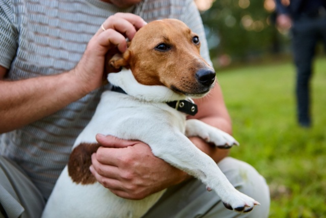 ΠΡΟΣΠΑΘΗΣΕ ΝΑ ΠΟΥΛΗΣΕΙ ΣΚΥΛΟ ΣΕ ΠΕΡΑΣΤΙΚΟ ΣΤΗ ΘΕΣΣΑΛΟΝΙΚΗ ΓΙΑ 50 ΕΥΡΩ ΚΑΙ ΘΑ ΠΛΗΡΩΣΕΙ 4.000 ΕΥΡΩ ΠΡΟΣΤΙΜΟ