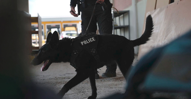 ΑΠΟ ΤΗ ΜΑΓΙΑ ΤΗΝ ΠΡΩΤΑΡΑ ΠΟΥ ΕΞΙΧΝΙΑΣΕ ΕΓΚΛΗΜΑ, ΜΕΧΡΙ ΤΗ ΡΟΥΖΑ ΜΕ ΤΗ ΔΥΝΑΤΗ ΜΥΤΗ ΣΤΑ ΝΑΡΚΩΤΙΚΑ: ΔΕΙΤΕ ΠΩΣ ΕΚΠΑΙΔΕΥΟΝΤΑΙ ΟΙ ΣΚΥΛΟΙ ΤΗΣ ΕΛΑΣ