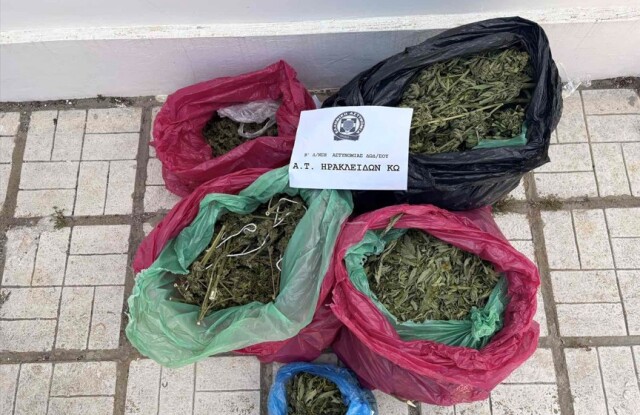 Συνελήφθη 29χρονος στην Κω που καλλιεργούσε 78 δενδρύλλια κάνναβης για λογαριασμό άλλου | Επικαιρότητα στο PlusTV.gr