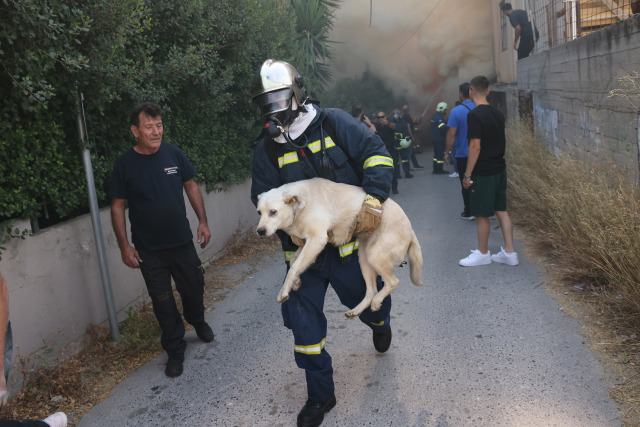 ΜΕΣΑ ΣΤΟΥΣ ΚΑΠΝΟΥΣ ΚΑΙ ΤΗ ΦΩΤΙΑ: Η ΣΤΙΓΜΗ ΠΟΥ ΠΥΡΟΣΒΕΣΤΗΣ ΣΩΖΕΙ ΣΚΥΛΟ ΣΤΟ ΗΡΑΚΛΕΙΟ