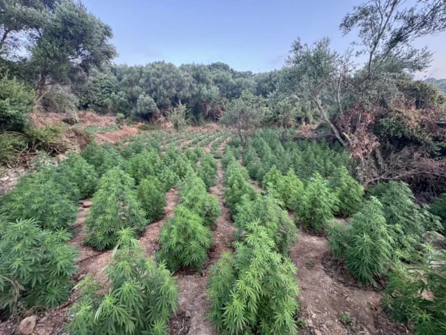 ΞΗΛΩΘΗΚΕ ΦΥΤΕΙΑ ΚΑΝΝΑΒΗΣ ΜΕ 1.532 ΔΕΝΔΡΥΛΛΙΑ ΣΤΗΝ ΜΕΣΣΗΝΙΑ, ΠΑΝΩ ΑΠΟ 1,5 ΕΚΑΤ. ΕΥΡΩ ΤΑ ΚΕΡΔΗ