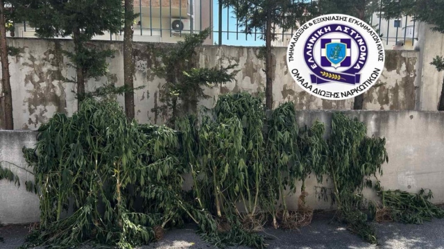 ΘΕΣΣΑΛΟΝΙΚΗ: ΚΑΛΛΙΕΡΓΟΥΣΕ ΔΕΝΔΡΥΛΛΙΑ ΚΑΝΝΑΒΗΣ ΣΕ ΔΩΜΑΤΙΟ ΣΠΙΤΙΟΥ ΚΑΙ ΣΕ ΕΓΚΑΤΑΛΕΛΕΙΜΜΕΝΟ ΠΟΙΜΝΙΟΣΤΑΣΙΟ, ΔΕΙΤΕ ΕΙΚΟΝΕΣ