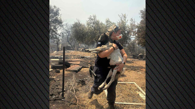 Αστυνομικός στη Βοιωτία έσωσε κατσικάκι μέσα από τις φλόγες | Επικαιρότητα στο PlusTV.gr