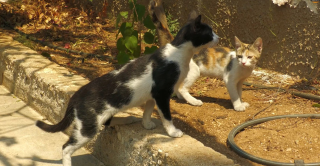 Αγώνας δρόμου για τα ζώα στις πυρκαγιές της Αττικοβοιωτίας, εθελοντές απεγκλωβίζουν ζώα από καμμένα σπίτια