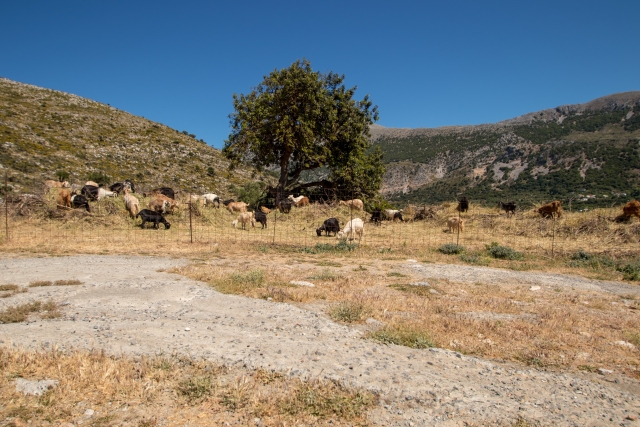 Πέθανε κτηνοτρόφος στη Λέσβο μετά τη θανάτωση του κοπαδιού του λόγω αφθώδους πυρετού | Επικαιρότητα στο PlusTV.gr