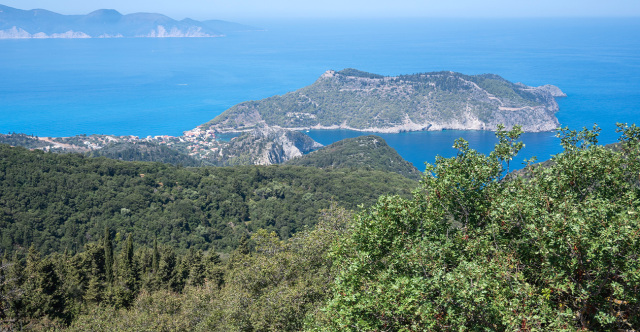 Η χαλέπιος πεύκη στο δάσος της Σίβηρης έχει τη δύναμη να ξαναγίνει δάσος, λέει καθηγητής του ΑΠΘ