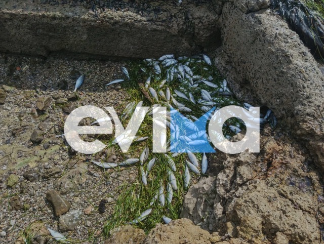 Δεκάδες νεκρά ψάρια ξεβράστηκαν στην παραλία Ροδιές στην Χαλκίδα, δείτε εικόνες και βίντεο | Επικαιρότητα στο PlusTV.gr