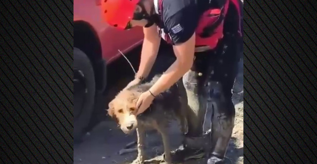 Έσωσαν σκύλο που εγκλωβίστηκε σε νησίδα στο Φράγμα Πηνειού, δείτε βίντεο | Επικαιρότητα στο PlusTV.gr