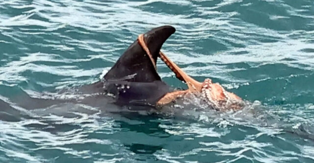Χταπόδι «καβάλησε» ένα δελφίνι πάνω στα κύματα: Το βίντεο που έγινε viral στην Αγγλία | Επικαιρότητα στο LivePress.gr