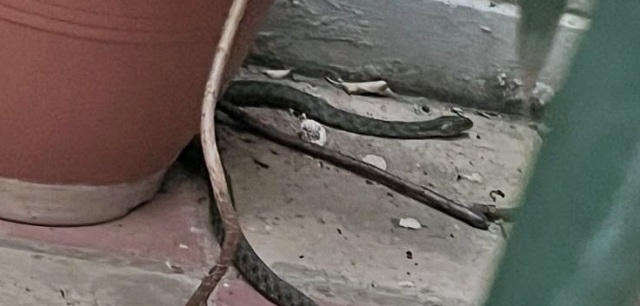 Φίδι έκανε... βόλτες ανάμεσα σε γλάστρες στα Εξάρχεια, δείτε φωτογραφίες | Επικαιρότητα στο PlusTV.gr