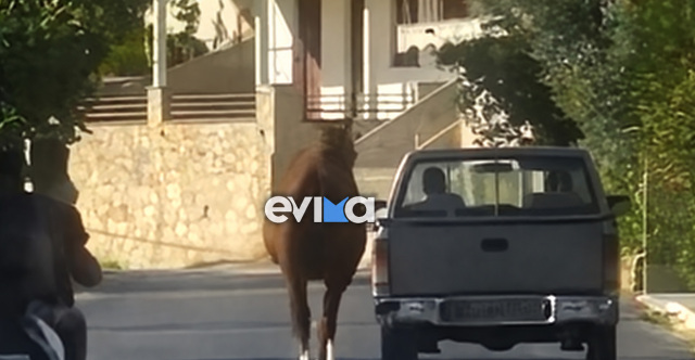 Οδηγός στην Εύβοια έδεσε άλογο στην καρότσα και το έσερνε στο δρόμο, δείτε βίντεο | Επικαιρότητα στο PlusTV.gr