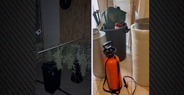 Εργαστήριο καλλιέργειας κάνναβης εντοπίστηκε σε σπίτι στα Άνω Λιόσια: Συνελήφθη 39χρονος, κατασχέθηκαν σχεδόν 8 κιλά
