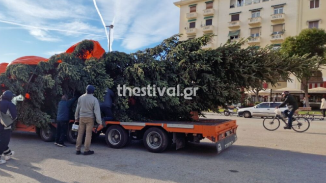 Βίντεο: Στη Θεσσαλονίκη το έλατο ύψους 20 μέτρων που θα στολιστεί στην Αριστοτέλους