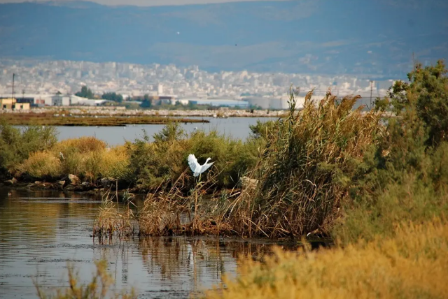 Θεσσαλονίκη: Συνελήφθη 48χρονος οδηγός φορτηγού που πετούσε ογκώδη απόβλητα σε περιοχή Natura