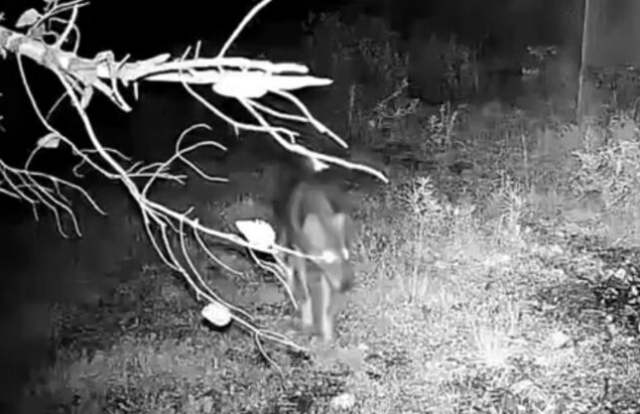 &Sigma;&upsilon;&nu;&alpha;&gamma;&epsilon;&rho;&mu;ό&sigmaf; &sigma;&tau;&omicron; &Chi;&alpha;ϊ&delta;ά&rho;&iota; &gamma;&iota;&alpha; &lambda;ύ&kappa;&omicron; &sigma;&tau;&omicron; &Pi;&omicron;&iota;&kappa;ί&lambda;&omicron; Ό&rho;&omicron;&sigmaf;: &Omicron;&iota; &omicron;&delta;&eta;&gamma;ί&epsilon;&sigmaf; &tau;&omicron;&upsilon; &delta;&alpha;&sigma;&alpha;&rho;&chi;&epsilon;ί&omicron;&upsilon;