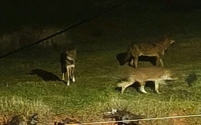 &Lambda;ύ&kappa;&omicron;&iota; &epsilon;&mu;&phi;&alpha;&nu;ί&sigma;&tau;&eta;&kappa;&alpha;&nu; &xi;&alpha;&nu;ά &sigma;&tau;&omicron; &Pi;&alpha;&nu;ό&rho;&alpha;&mu;&alpha; &Theta;&epsilon;&sigma;&sigma;&alpha;&lambda;&omicron;&nu;ί&kappa;&eta;&sigmaf;