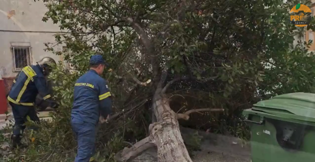 &Pi;&tau;ώ&sigma;&epsilon;&iota;&sigmaf; &delta;έ&nu;&tau;&rho;&omega;&nu; &lambda;ό&gamma;&omega; &theta;&upsilon;&epsilon;&lambda;&lambda;&omega;&delta;ώ&nu; &alpha;&nu;έ&mu;&omega;&nu; &sigma;&tau;&eta;&nu; &Alpha;&tau;&tau;&iota;&kappa;ή