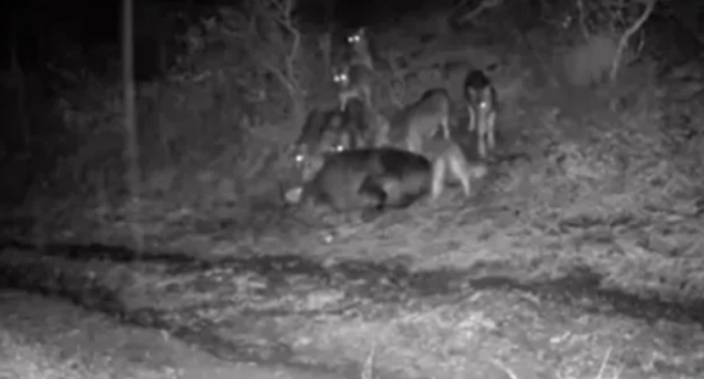 &Zeta;&alpha;&gamma;ό&rho;&iota;: &Alpha;&gamma;έ&lambda;&epsilon;&sigmaf; &lambda;ύ&kappa;&omega;&nu; &pi;&lambda;&eta;&sigma;ί&alpha;&sigma;&alpha;&nu; &sigma;&pi;ί&tau;&iota;&alpha; &sigma;&epsilon; &chi;&omega;&rho;&iota;ό, &delta;&epsilon;ί&tau;&epsilon; &beta;ί&nu;&tau;&epsilon;&omicron;