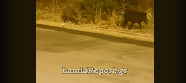 ΑΓΡΙΟΓΟΥΡΟΥΝΑ ΒΓΗΚΑΝ ΓΙΑ ΒΟΣΚΗ ΕΞΩ ΑΠΟ ΣΠΙΤΙΑ ΣΤΗ ΛΑΜΙΑ, ΔΕΙΤΕ ΒΙΝΤΕΟ