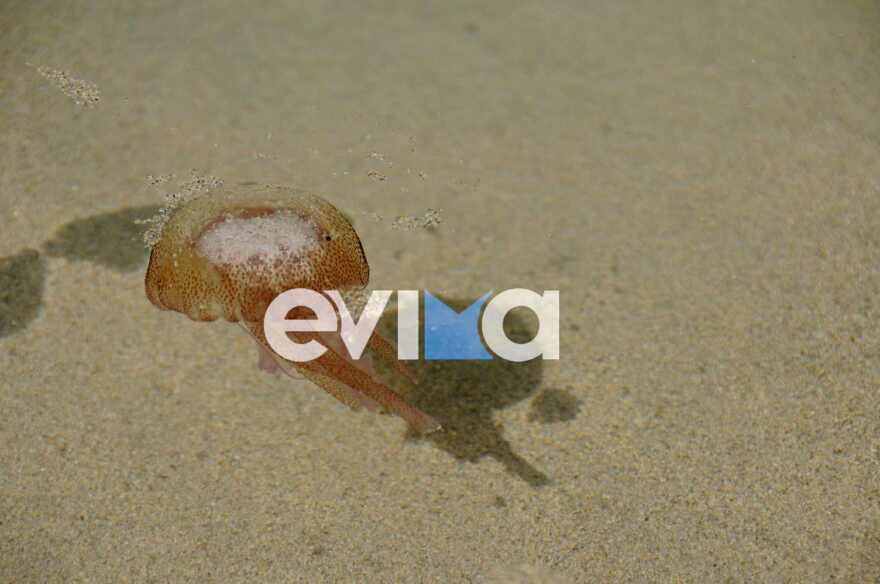 Γέμισαν με μωβ μέδουσες οι παραλίες της Εύβοιας - Δείτε φωτογραφίες