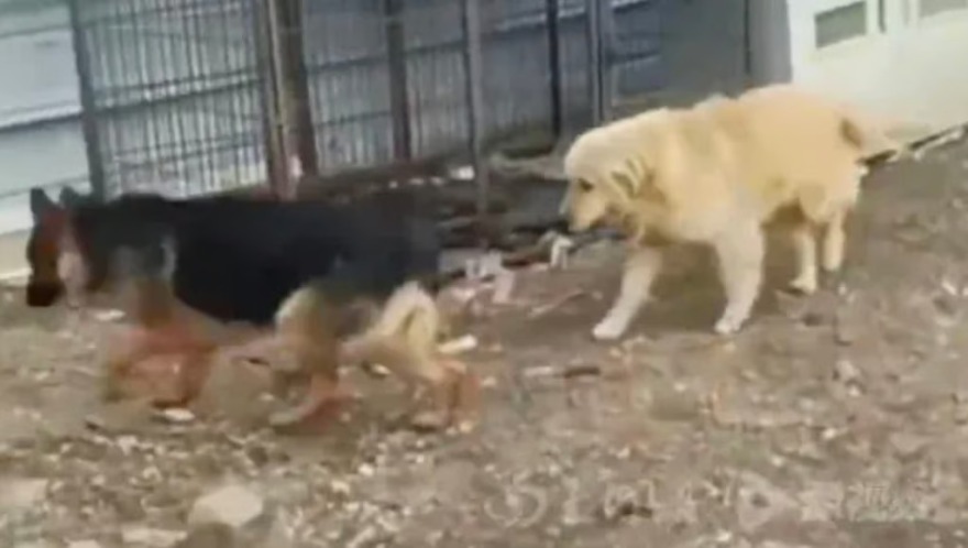 Κίνα: Viral το βίντεο με τα επτά σκυλιά που δραπέτευσαν πριν φαγωθούν και περπάτησαν 17 χιλιόμετρα πίσω στα σπίτια τους