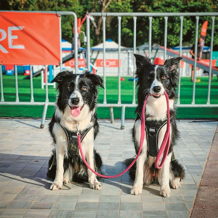  Έρευνα: Η Ελλάδα έγινε pet friendly - Πώς η Covid19 μας έκανε... ζωόφιλους