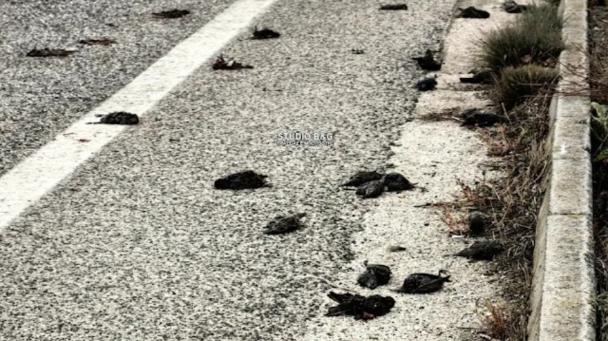 Σοκαριστικές εικόνες στην Αργολίδα: Πλήθος νεκρών πουλιών εντοπίστηκαν από περαστικούς -  Βίντεο και φωτογραφίες