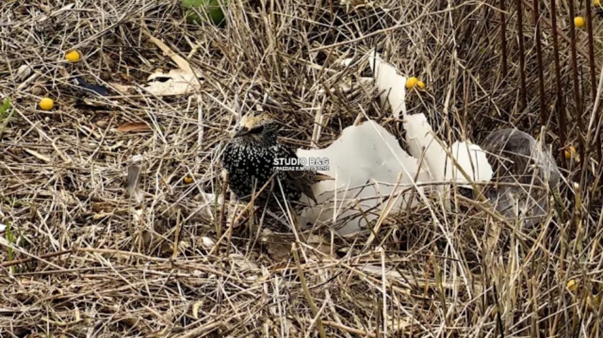 Σοκαριστικές εικόνες στην Αργολίδα: Πλήθος νεκρών πουλιών εντοπίστηκαν από περαστικούς -  Βίντεο και φωτογραφίες