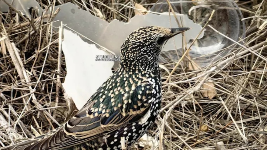 Σοκαριστικές εικόνες στην Αργολίδα: Πλήθος νεκρών πουλιών εντοπίστηκαν από περαστικούς -  Βίντεο και φωτογραφίες