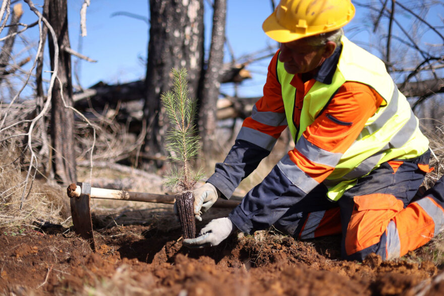 Η Lidl Ελλάς συμμετέχει ενεργά στην αναδάσωση και αποκατάσταση των πληγεισών περιοχών της Βόρειας Εύβοιας