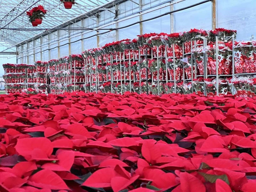 Αλεξανδρινά: Το λουλούδι των Χριστουγέννων φτάνει σε χιλιάδες σπίτια εντός και εκτός συνόρων από τη Θεσσαλονίκη