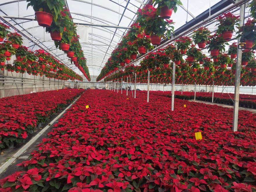 Αλεξανδρινά: Το λουλούδι των Χριστουγέννων φτάνει σε χιλιάδες σπίτια εντός και εκτός συνόρων από τη Θεσσαλονίκη