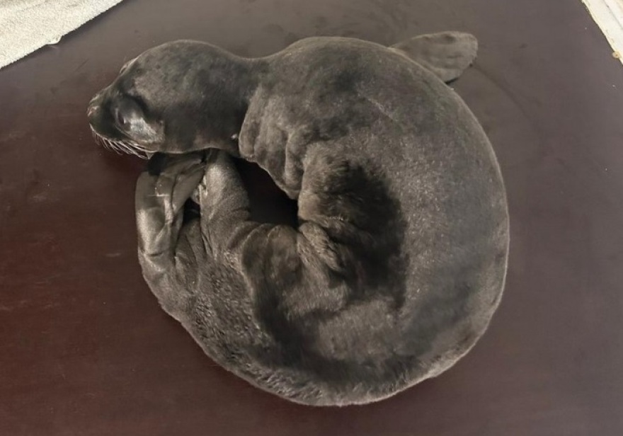 Η επιχείρηση διάσωσης του «Παναγή» - Φώκια 10 ημερών μεταφέρθηκε από την Κύπρο στην Ελλάδα