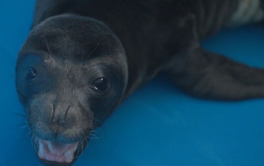 Η επιχείρηση διάσωσης του «Παναγή» - Φώκια 10 ημερών μεταφέρθηκε από την Κύπρο στην Ελλάδα