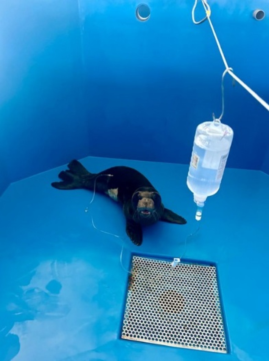 Η επιχείρηση διάσωσης του «Παναγή» - Φώκια 10 ημερών μεταφέρθηκε από την Κύπρο στην Ελλάδα