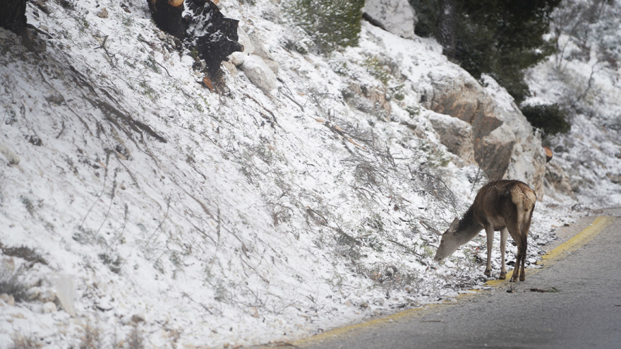 Ψυχρή εισβολή διαρκείας σε όλη τη χώρα με τσουχτερό κρύο και χιόνια - Το Σάββατο θα πέσει κι άλλο η θερμοκρασία, προειδοποιεί ο Κολυδάς