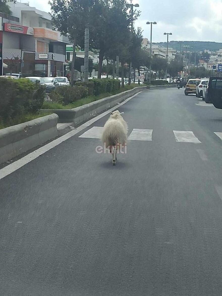 Αρνί έκανε… βόλτες σε λεωφόρο στο Ηράκλειο