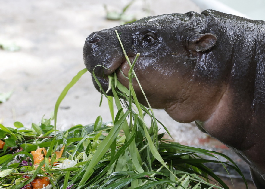 Moo Deng: Το viral ιπποποταμάκι της Ταϊλάνδης γιόρτασε τα πρώτα του γενέθλια - Δείτε βίντεο και φωτογραφίες