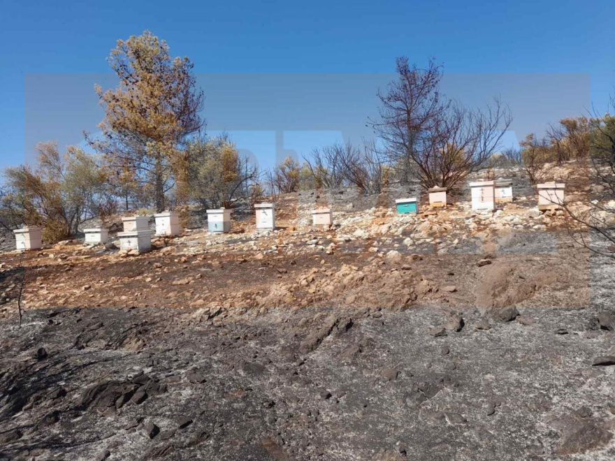 Από αδήλωτα μελίσσια η καταστροφική φωτιά στον Υμηττό - Φωτογραφίες ντοκουμέντα από το σημείο