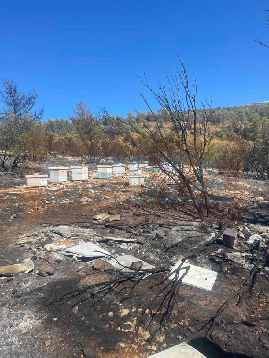 Από αδήλωτα μελίσσια η καταστροφική φωτιά στον Υμηττό - Φωτογραφίες ντοκουμέντα από το σημείο