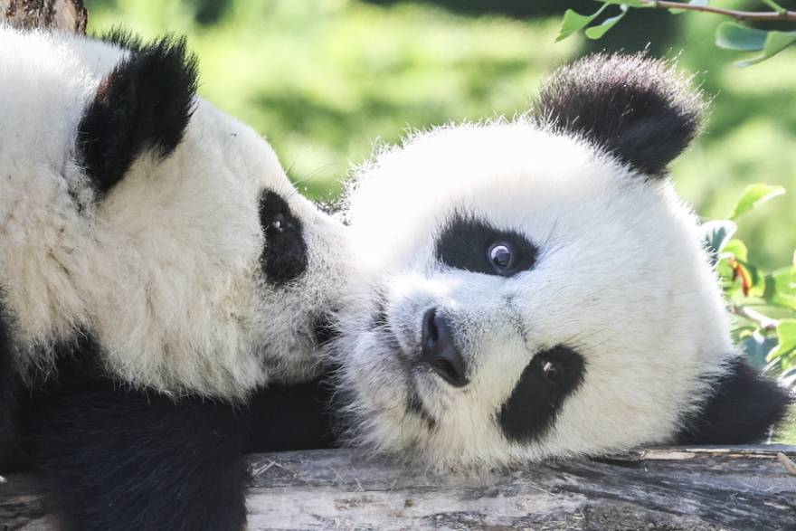 Πάρτι γενεθλίων για τα δίδυμα πάντα του ζωολογικού κήπου του Βερολίνου
