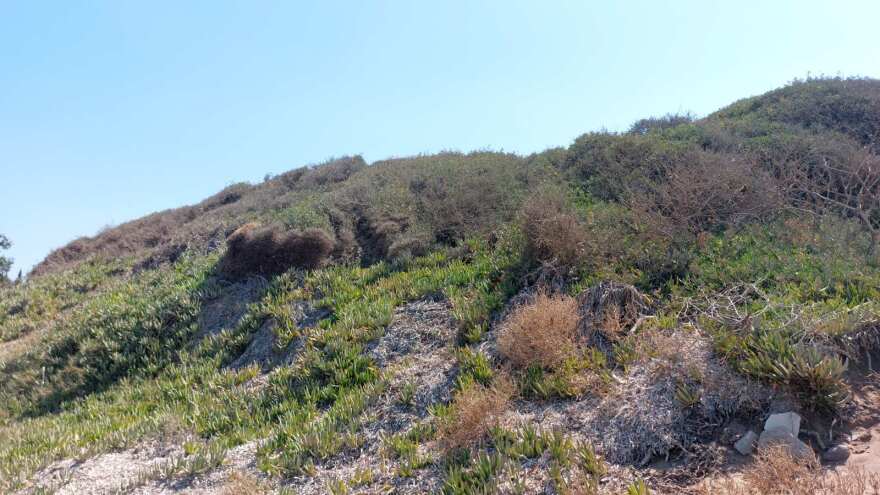 Εκχερσώσεις στην παραλία της Νέας Μάκρης για την κατασκευή αντλιοστάσιου λυμάτων του βιολογικού καθαρισμού 