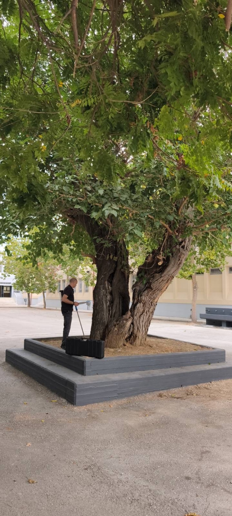 Η ιστορική μουριά της Θεσσαλονίκης που μετρά 250 χρόνια - Από τον τενεκεδομαχαλά της Ξηροκρήνης στην αυλή των Δημόσιων Ωνάσειων Σχολείων