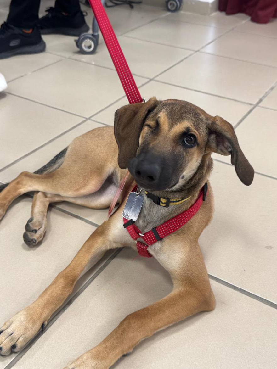 Διαδραστικό εργαστήριο για την προστασία των ζώων σε Αθήνα και Θεσσαλονίκη από το υπουργείο Προστασίας του Πολίτη