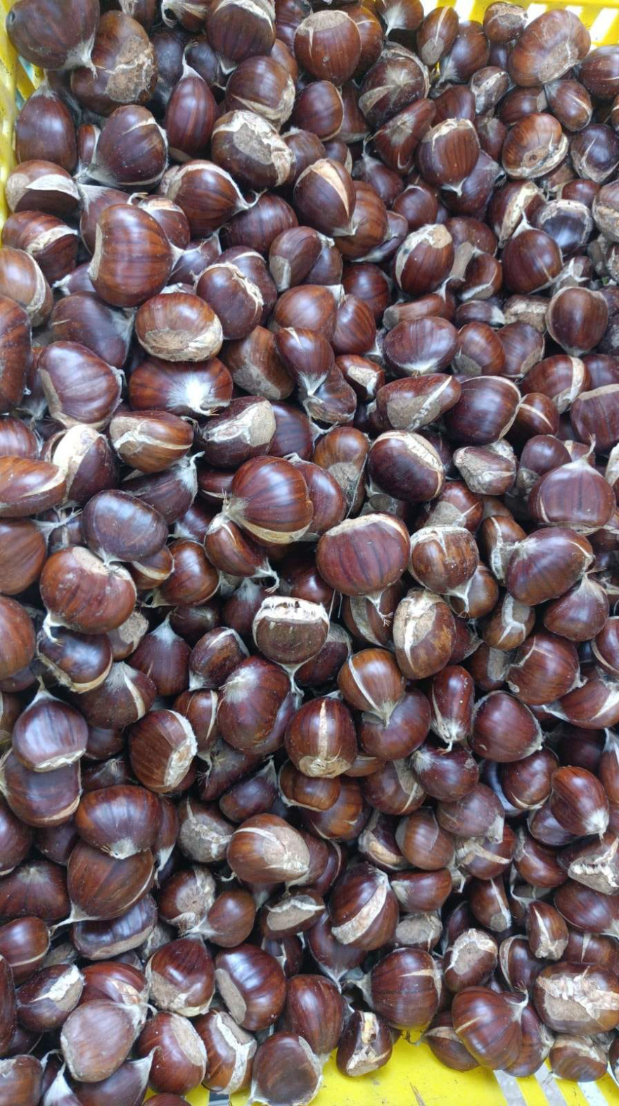 Μελάνωση και ανομβρία σκοτώνουν την παραγωγή καστάνου στο Πήλιο μετά τον Daniel