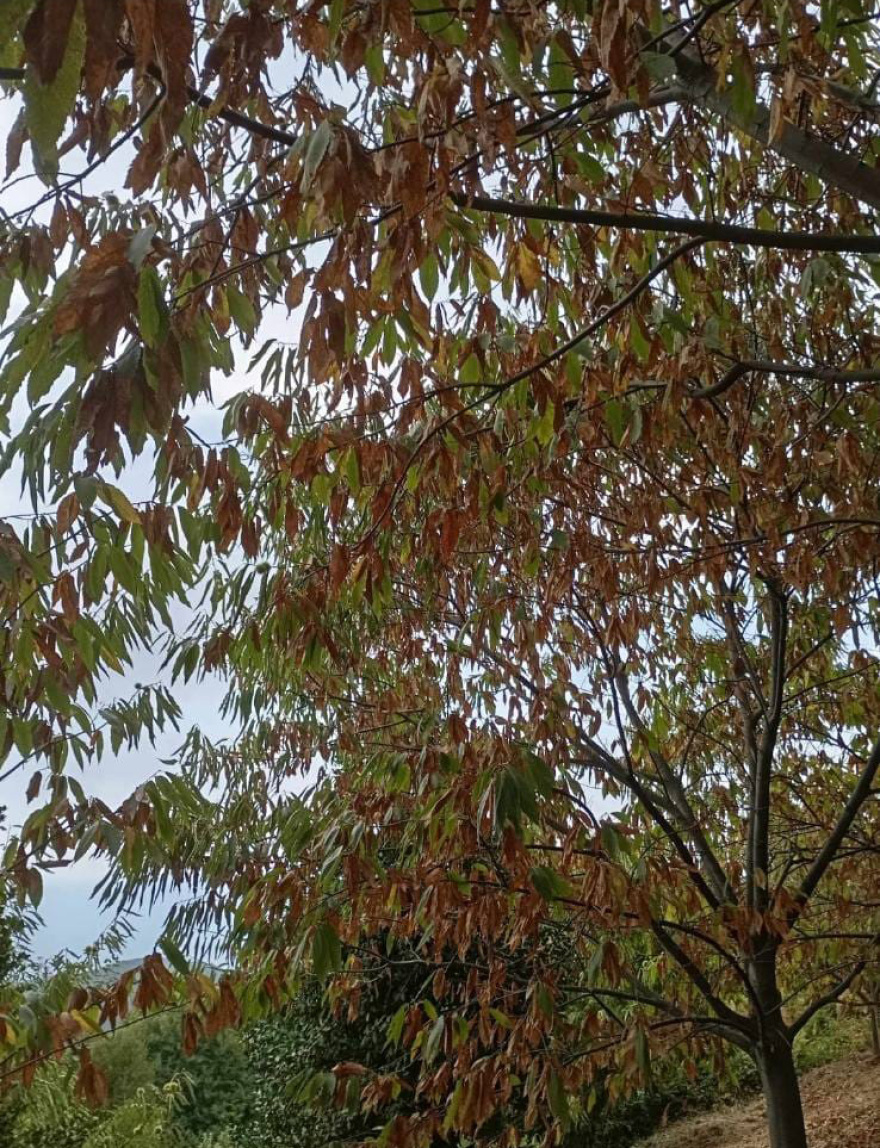 Μελάνωση και ανομβρία σκοτώνουν την παραγωγή καστάνου στο Πήλιο μετά τον Daniel