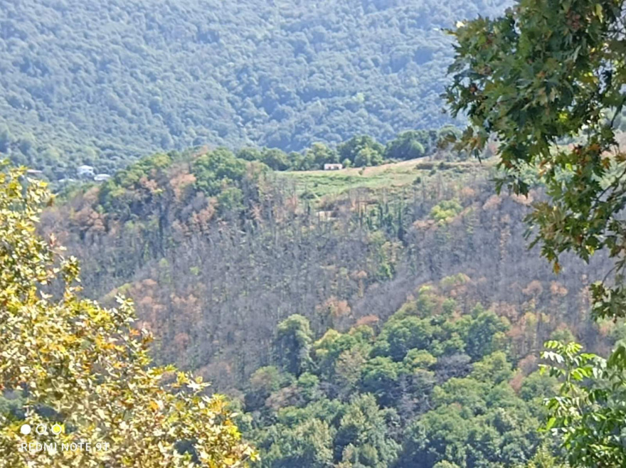Μελάνωση και ανομβρία σκοτώνουν την παραγωγή καστάνου στο Πήλιο μετά τον Daniel