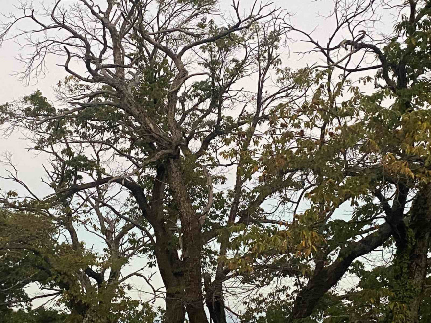 Μελάνωση και ανομβρία σκοτώνουν την παραγωγή καστάνου στο Πήλιο μετά τον Daniel