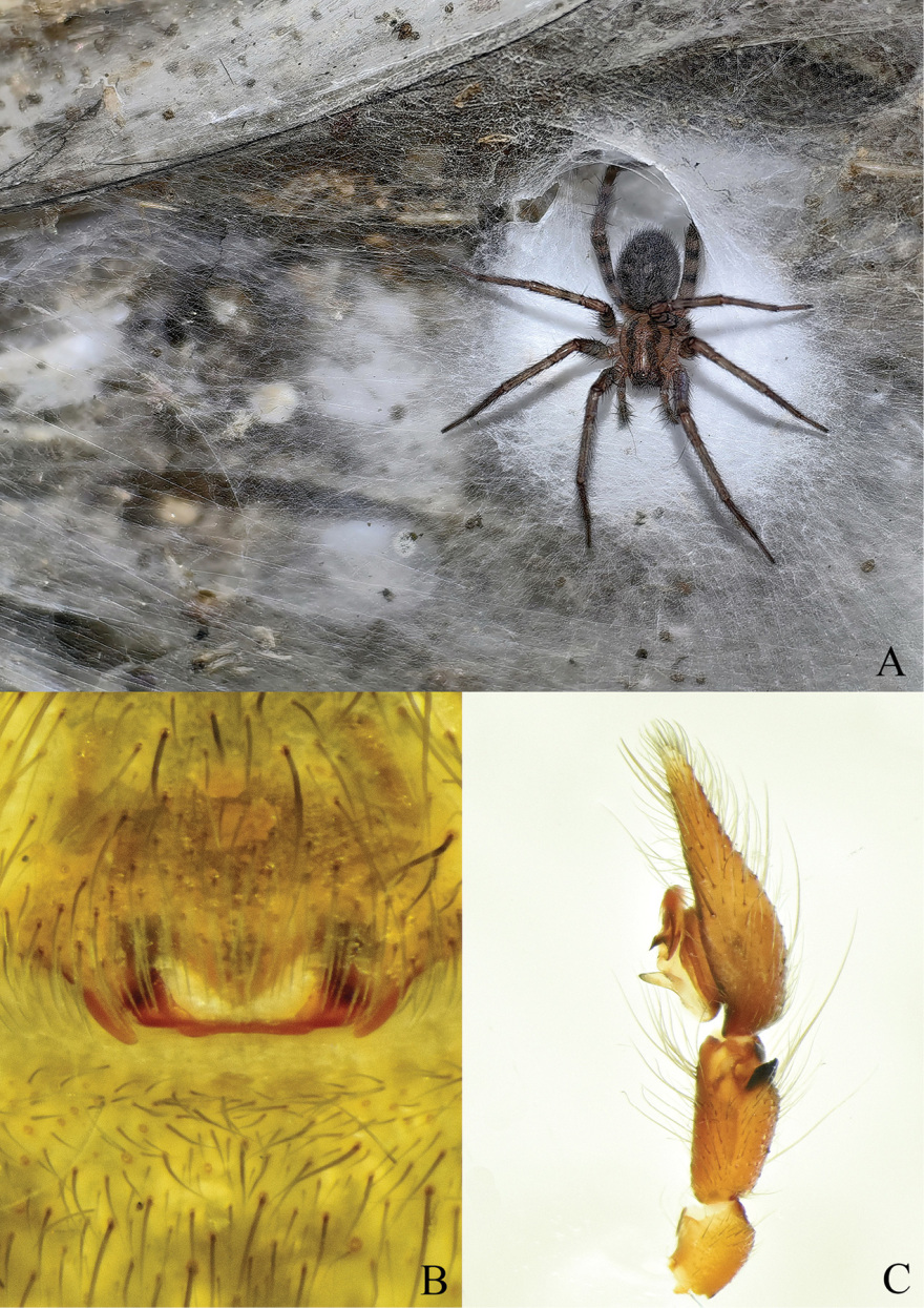 Ο μεγαλύτερος ιστός αράχνης στον κόσμο βρίσκεται σε θειούχο σπήλαιο στα σύνορα Ελλάδας - Αλβανίας, δείτε βίντεο και φωτογραφίες