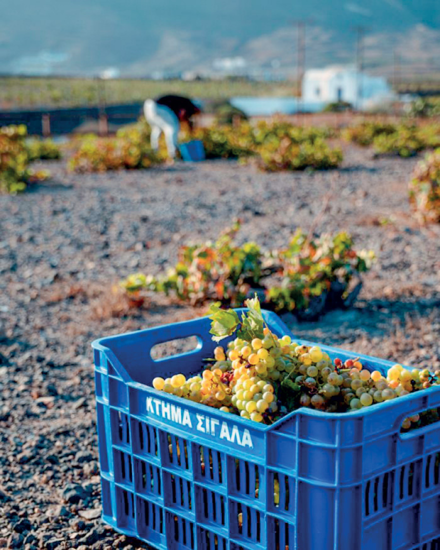 Ο Μπουτάρης πήρε το Κτήμα Σιγάλα: Η ιστορία της μακράς συμπόρευσης των δύο επιχειρήσεων